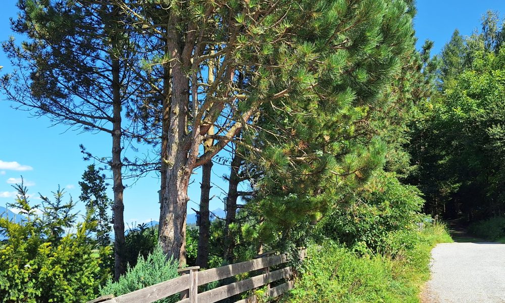 Petra Huber Immobilien TIROL